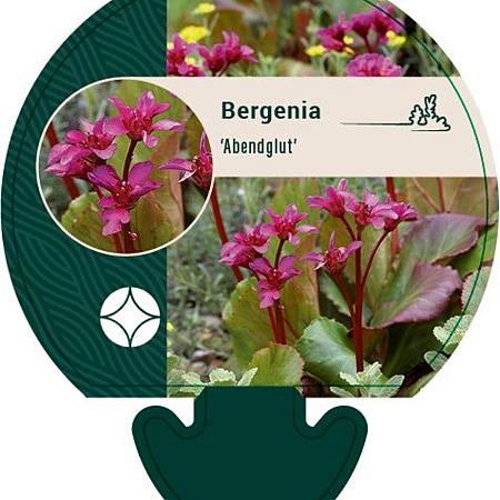 Bergenia 'Abendglut' Pot 9 cm