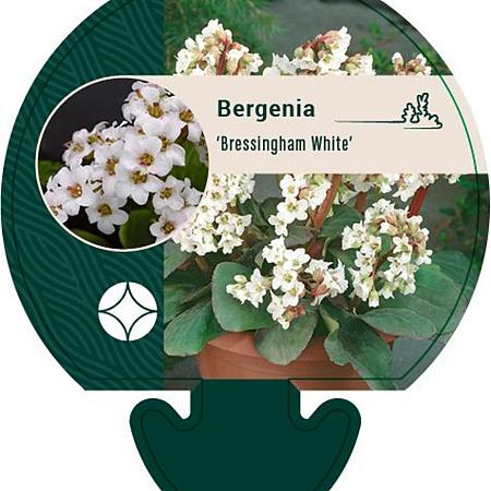 Bergenia 'Bressingham White' Pot 9 cm