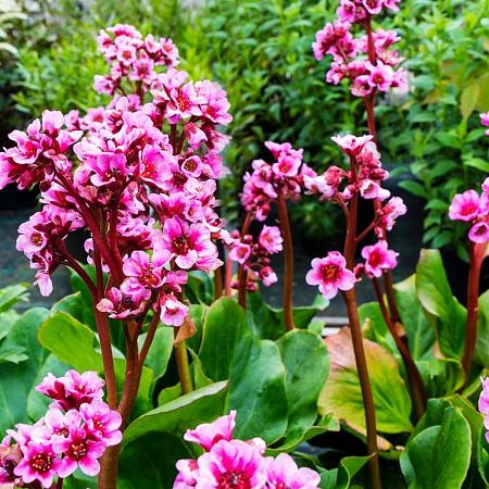 Bergenia cordifolia Pot 9 cm