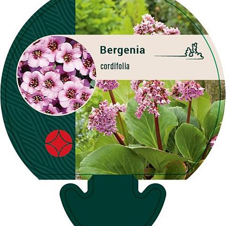 Bergenia cordifolia Pot 9 cm