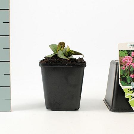 Bergenia cordifolia Pot 9 cm