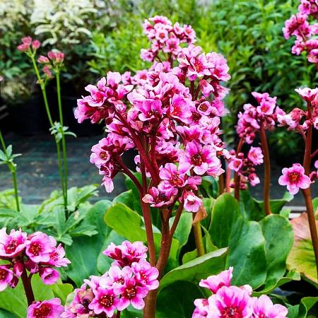 Bergenia 'Morgenröte' Pot 9 cm