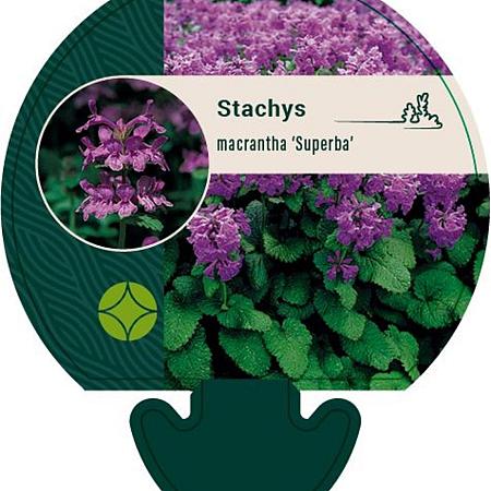 Betonica macrantha 'Superba' Pot 9 cm