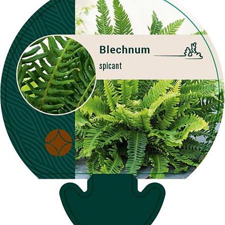 Blechnum spicant Pot 9 cm