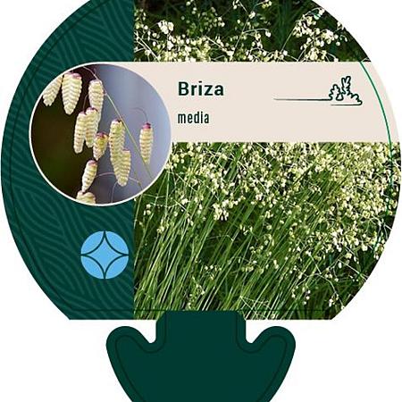 Briza media Pot 9 cm
