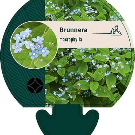 Brunnera macrophylla Pot 9 cm