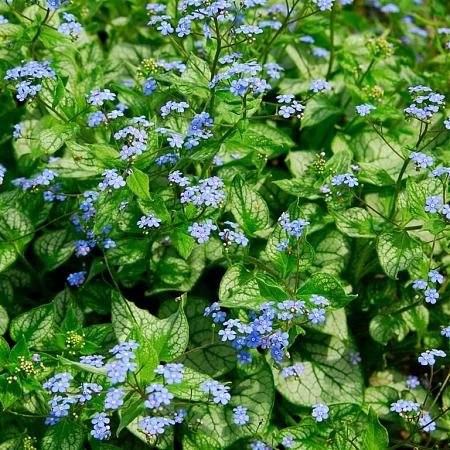 Brunnera macrophylla Pot 9 cm