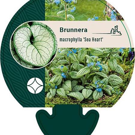 Brunnera macr. 'Sea Heart' Pot 9 cm