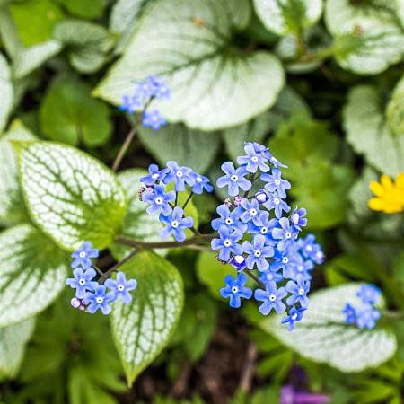 Brunnera macr. 'Variegata' Pot 9 cm