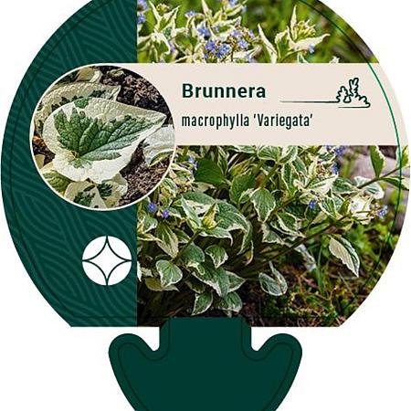 Brunnera macr. 'Variegata' Pot 9 cm