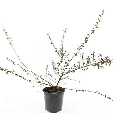 Cotoneaster suec. 'Coral Beauty' Pot 1,5 liter