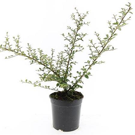 Cotoneaster suec. 'Coral Beauty' Pot 1,5 liter