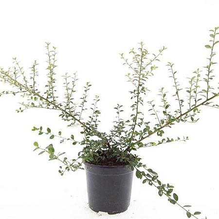 Cotoneaster suec. 'Coral Beauty' Pot 1,5 liter