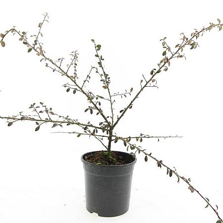 Cotoneaster suec. 'Coral Beauty' Pot 1,5 liter