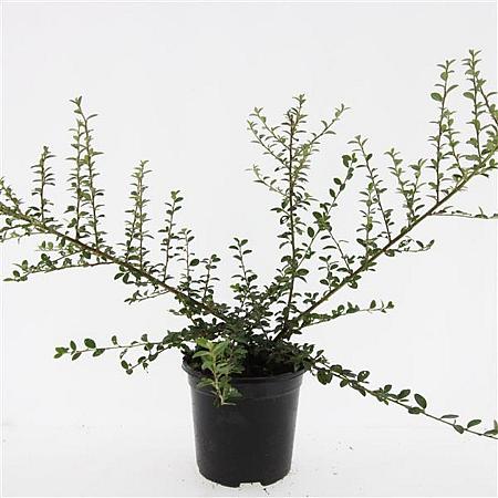 Cotoneaster suec. 'Coral Beauty' Pot 1,5 liter