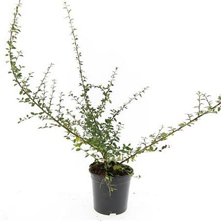 Cotoneaster suec. 'Coral Beauty' Pot 1,5 liter