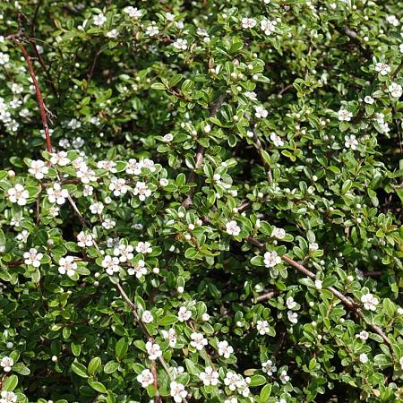Cotoneaster suec. 'Coral Beauty' Pot 1,5 liter