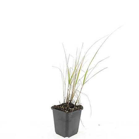 Calamagrostis acut. 'Karl Foerster' Pot 9 cm