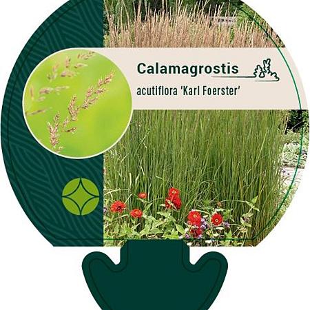 Calamagrostis acut. 'Karl Foerster' Pot 9 cm