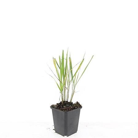 Calamagrostis acut. 'Karl Foerster' Pot 9 cm