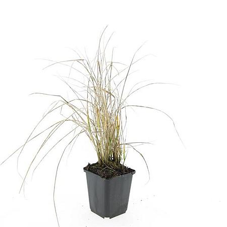 Calamagrostis acut. 'Karl Foerster' Pot 9 cm