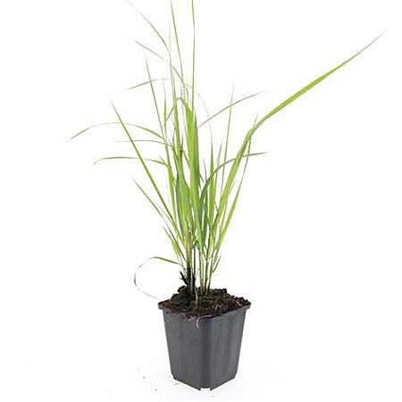 Calamagrostis acut. 'Karl Foerster' Pot 9 cm