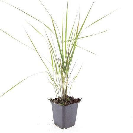 Calamagrostis acut. 'Karl Foerster' Pot 9 cm