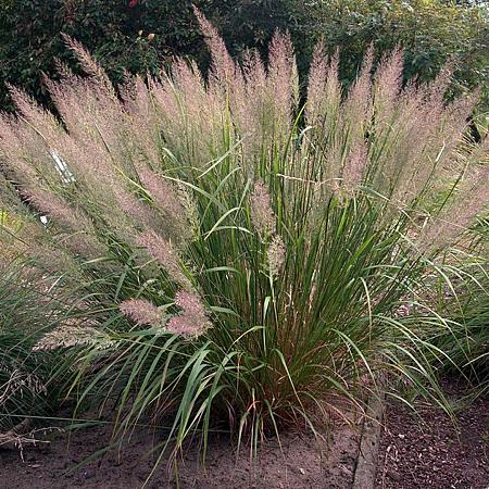 Calamagrostis brachytricha Pot 9 cm