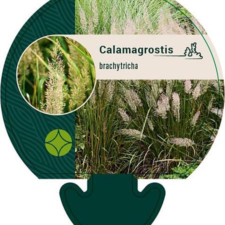 Calamagrostis brachytricha Pot 9 cm