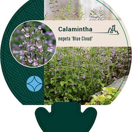 Calamintha n. 'Blue Cloud' Pot 9 cm