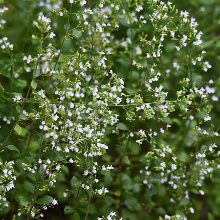 Calamintha n. nepeta Pot 9 cm