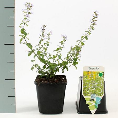 Calamintha n. nepeta Pot 9 cm