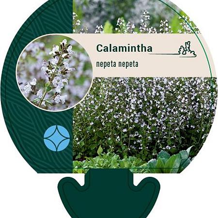 Calamintha n. nepeta Pot 9 cm