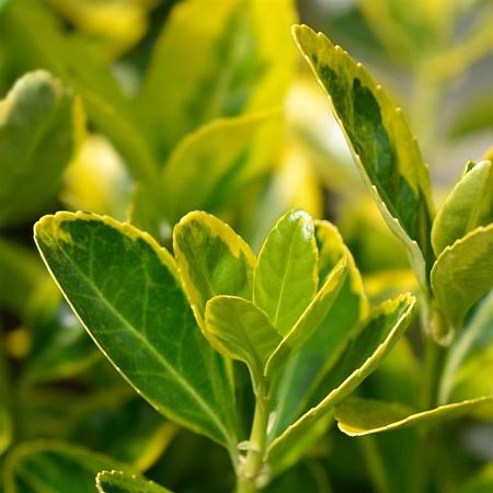 Euonymus jap. 'Aureus' Pot 2 Liter