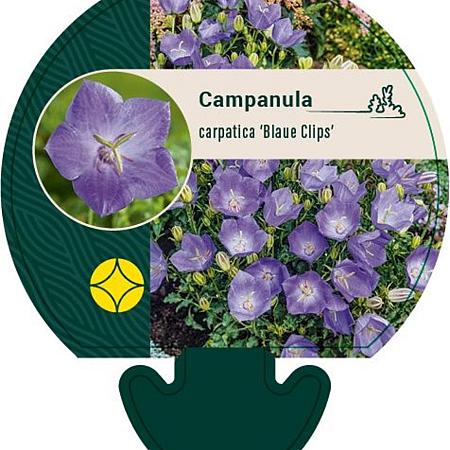 Campanula c. 'Blaue Clips' Pot 9 cm