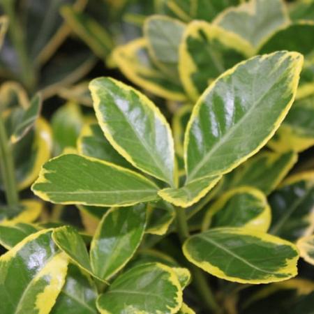 Euonymus jap. Marieke Pot 2 Liter