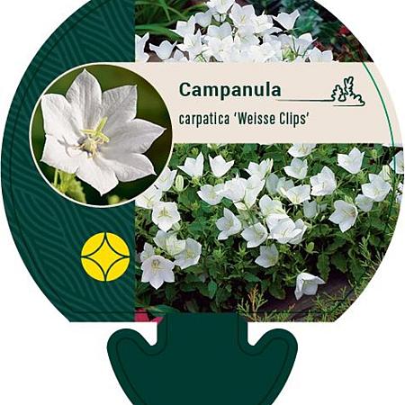Campanula c. 'Weisse Clips' Pot 9 cm