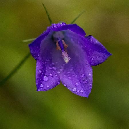 Campanula glom. 'Acaulis' Pot 9 cm