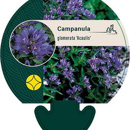 Campanula glom. 'Acaulis' Pot 9 cm