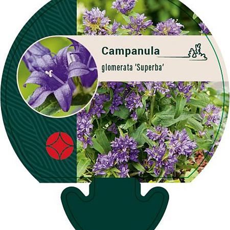 Campanula glom. 'Superba' Pot 9 cm