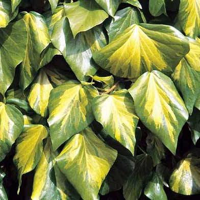 Hedera colchica 'Sulphur Heart' Pot 2 Liter