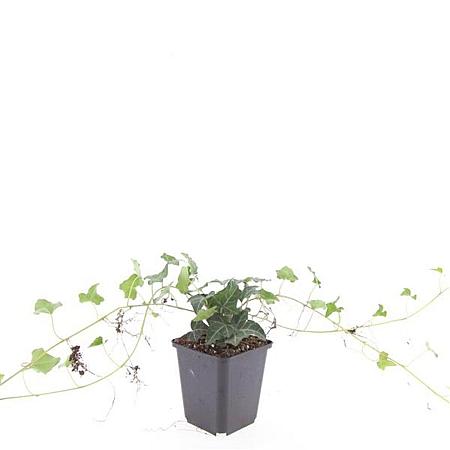 Hedera helix Pot 9 cm