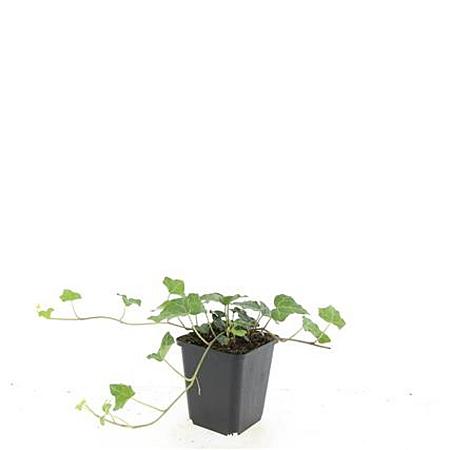 Hedera helix Pot 9 cm