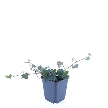 Hedera helix Pot 9 cm