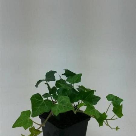 Hedera helix Pot 9 cm