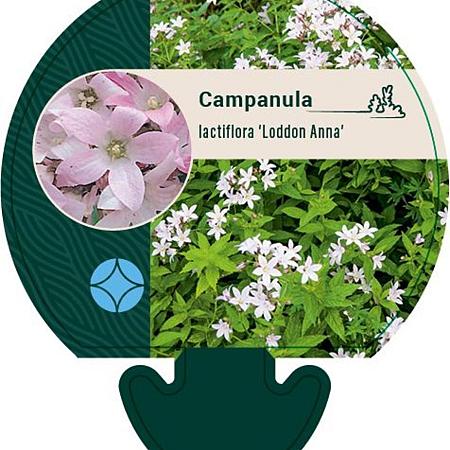 Campanula lact. 'Loddon Anna' Pot 9 cm