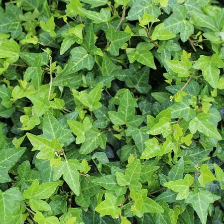 Hedera hel. 'Shamrock' Pot 2 Liter