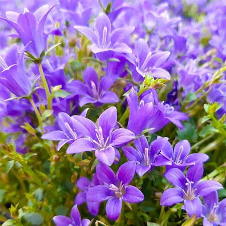 Campanula latifolia macrantha Pot 9 cm