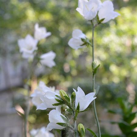 Campanula pers. 'Alba' Pot 9 cm