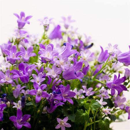 Campanula portenschlagiana Pot 9 cm